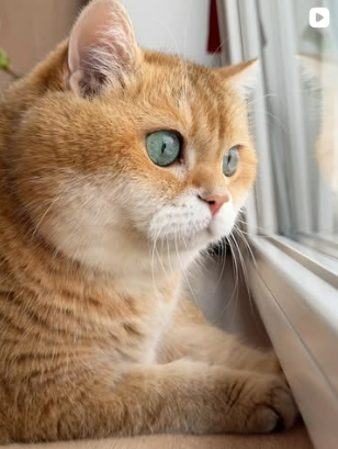 Hosico looking out the window