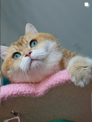 Hosico on a pink blanket